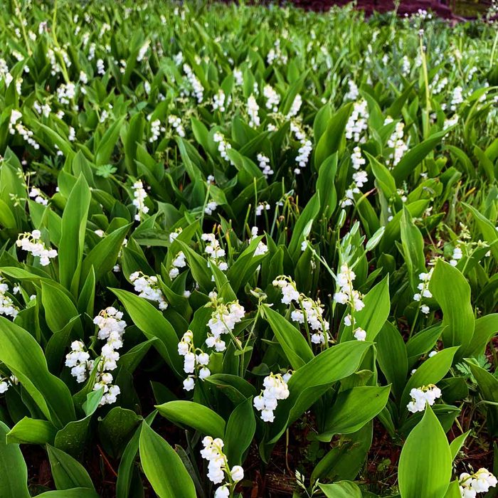 Delicate white flowers bloom among lush green leaves, creating a vibrant ground cover in a garden setting, evoking a serene, natural ambiance.
