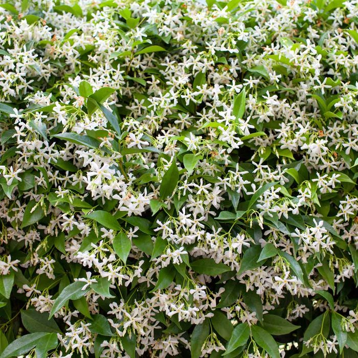 A dense bush covered in clusters of small white flowers and green leaves, thriving in a bright, outdoor environment.
