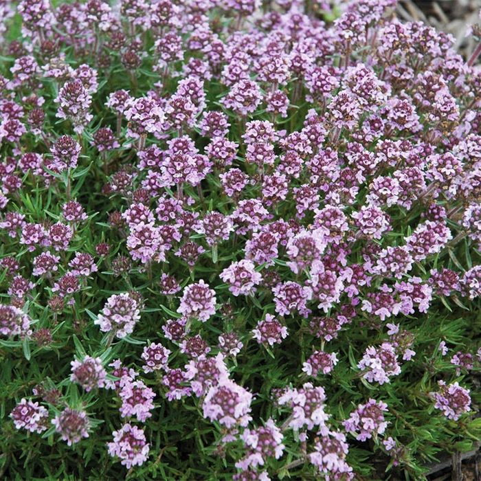 Clusters of small, purple flowers bloom densely on low green foliage in a natural outdoor setting, creating a vibrant, lush ground cover.