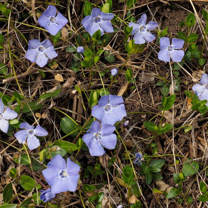 Clusters of delicate purple flowers bloom amidst green leaves and dry grass, creating a vibrant patch in a natural outdoor setting.