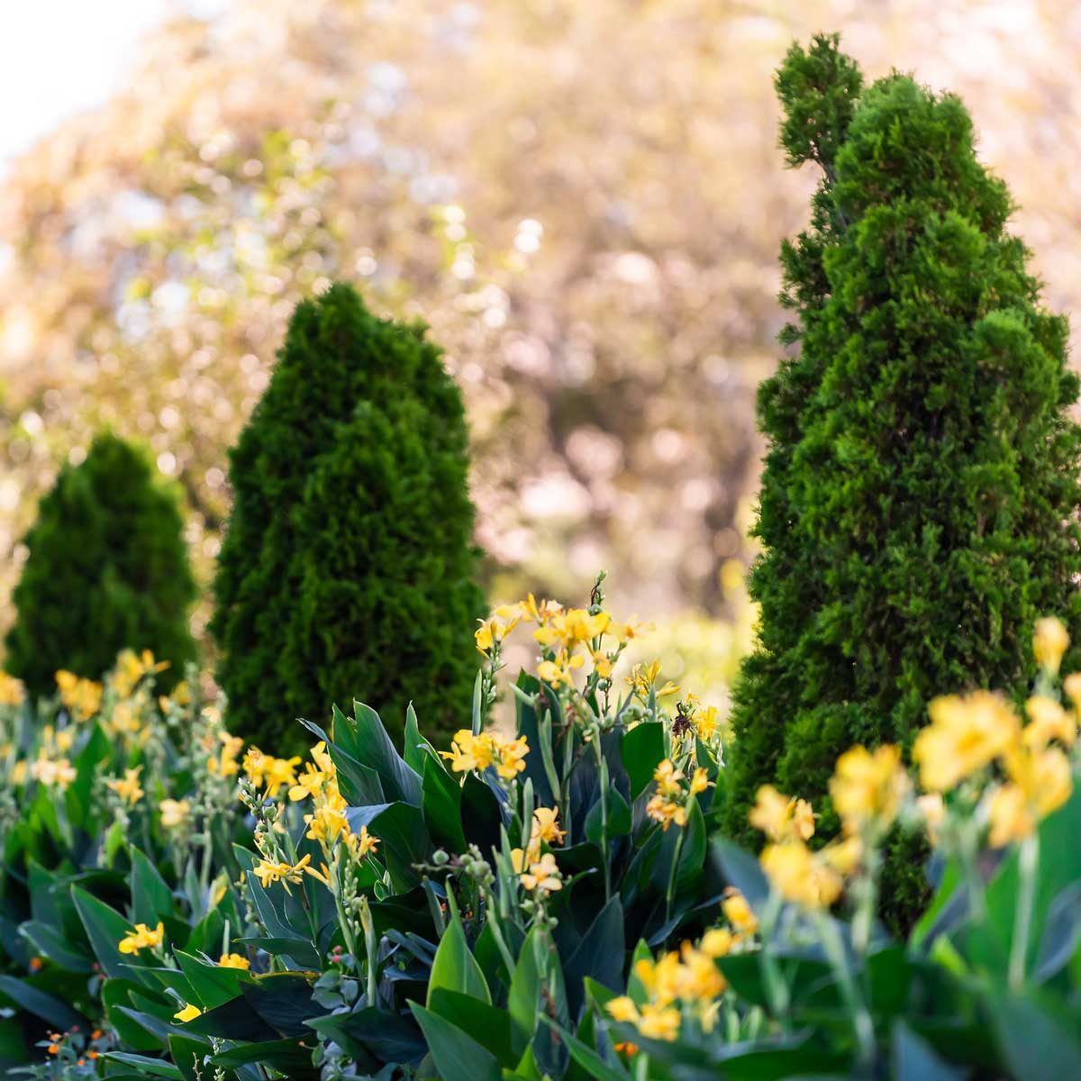 Arborvitae And Cannas