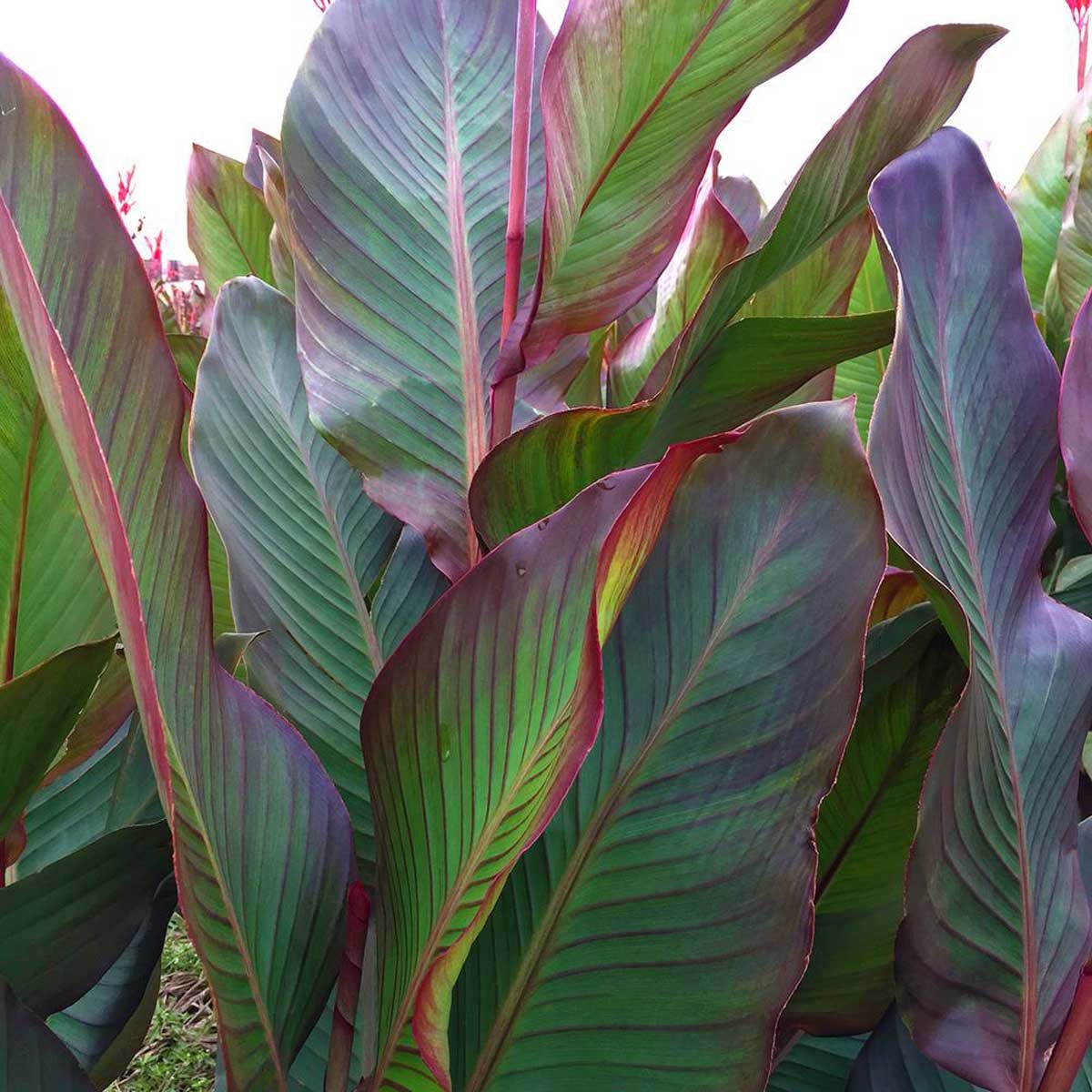 Canna Lily Leaves