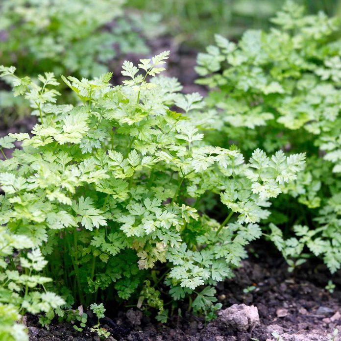 Chervil