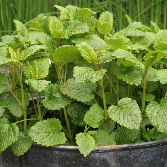 Lemon Balm