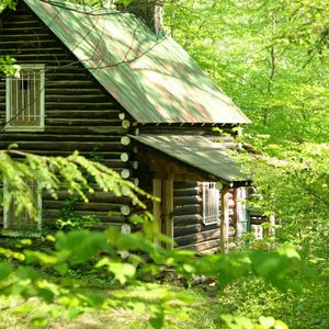 A rustic log cabin with a green metal roof stands amidst vibrant green foliage, partially obscured by leafy branches in a serene forest setting.