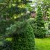 Picking the Right Type of Spruce Tree for Your Yard