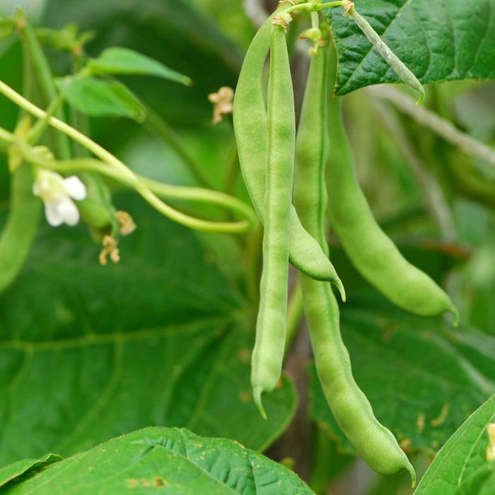 Green bean pods hang from a vine surrounded by large green leaves, with delicate white flowers emerging nearby in the lush garden environment.