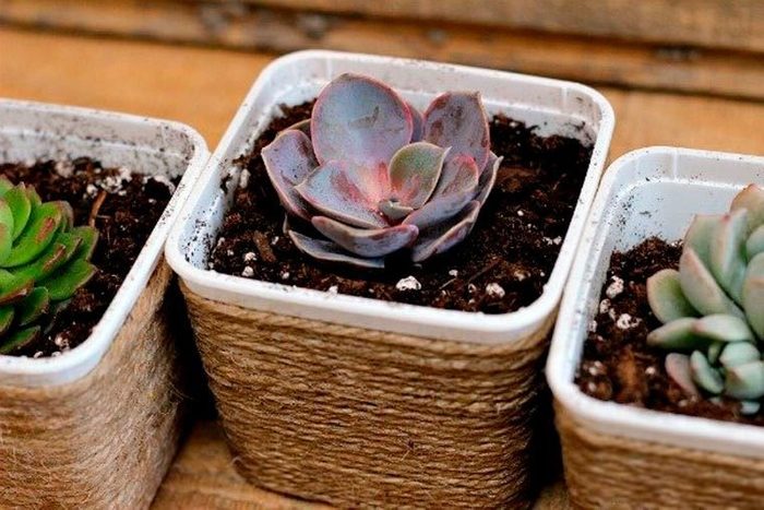 Three potted succulents sit in textured containers, showcasing their various colors and shapes against a wooden background. Soil fills the pots.