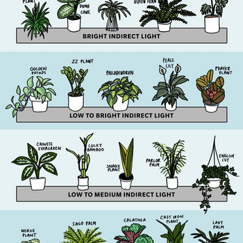 Various indoor plants are displayed in pots, categorized by light requirements, in a colorful, organized layout on light blue shelves.