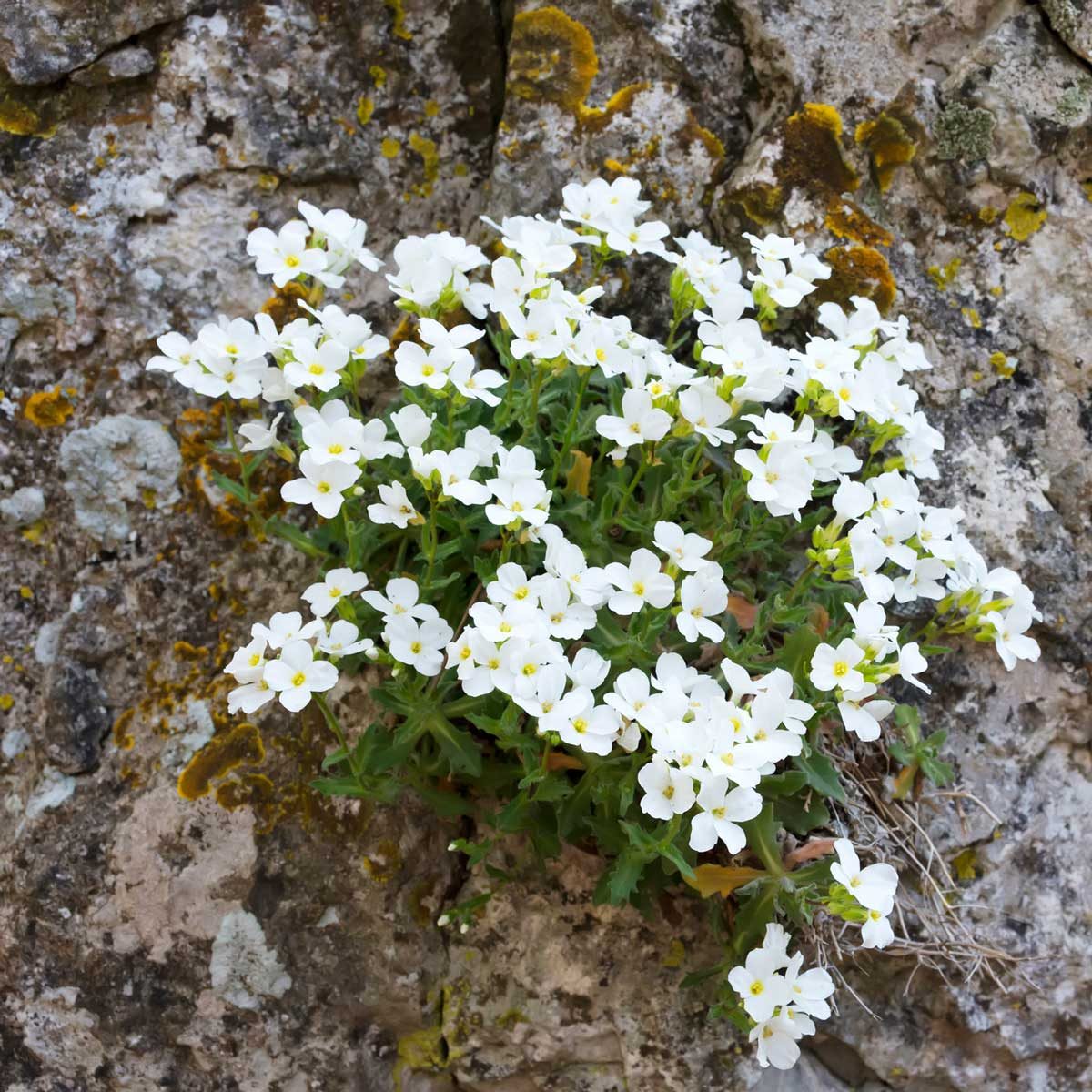 Arabis 