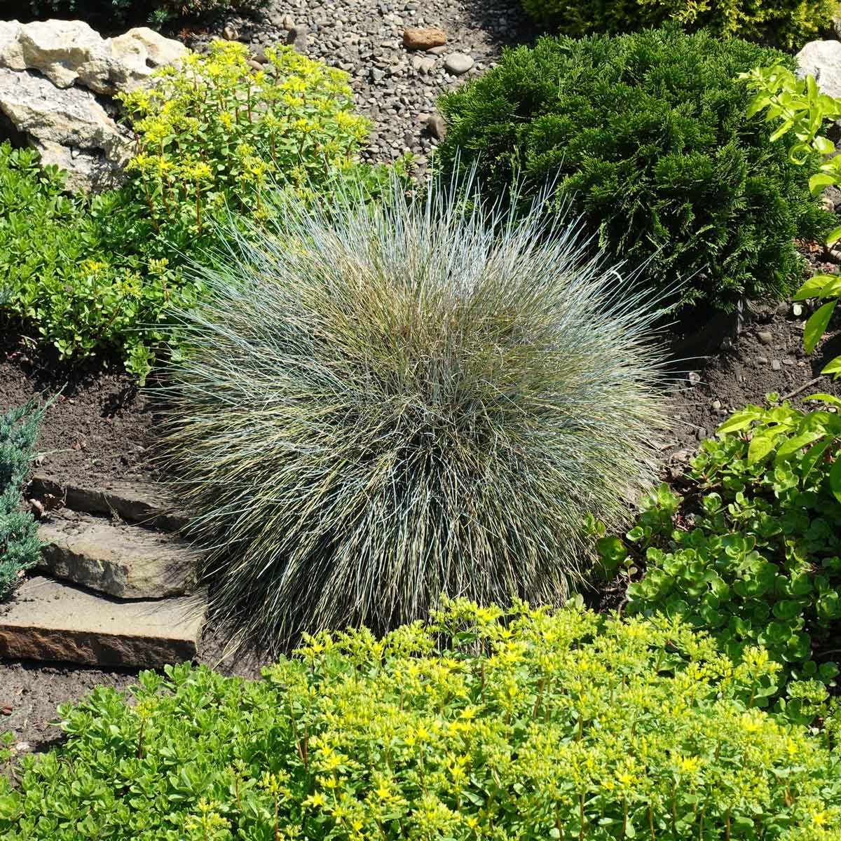 Dwarf Blue Fescue