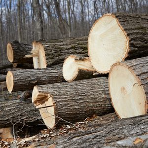 Logs are stacked in a forest clearing, showcasing freshly cut ends, surrounded by bare trees and leaf litter on the ground.