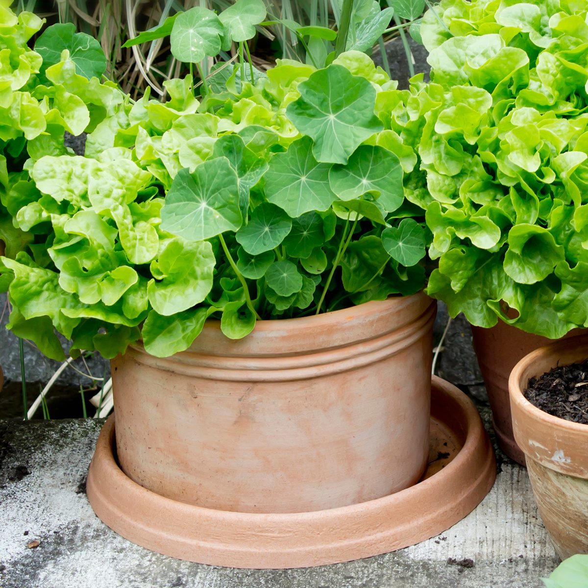 Green leafy plants grow vibrantly in a terracotta pot, surrounded by other pots on a textured surface, suggesting a garden or outdoor setting.