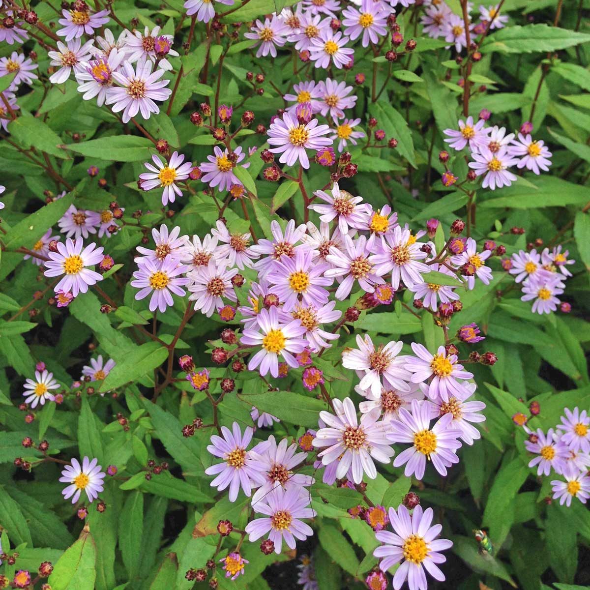 Summer Asters