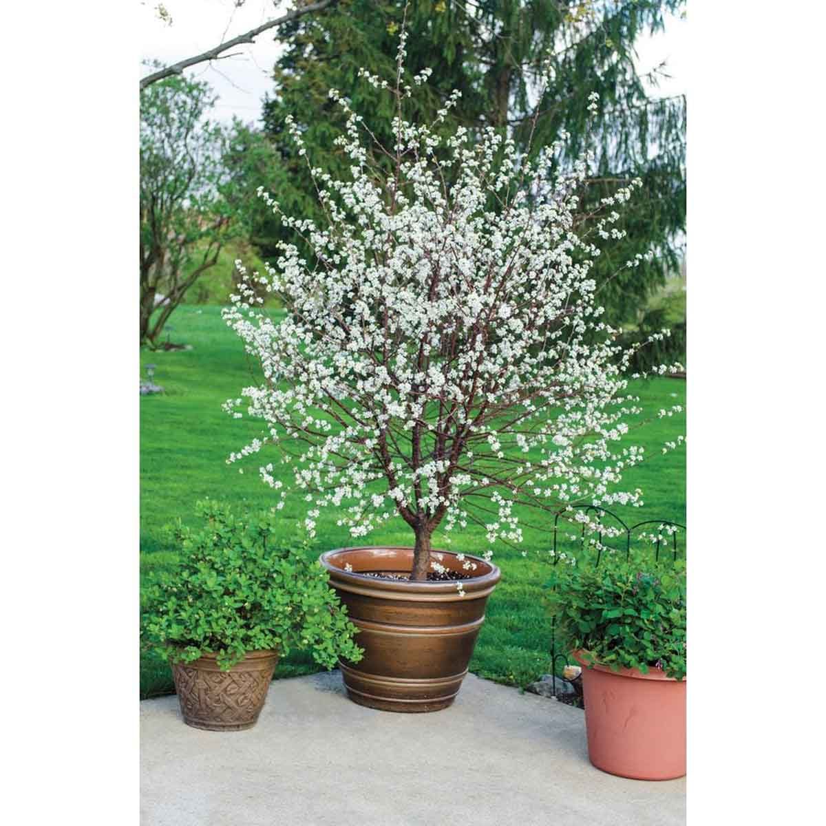 Dwarf Cherry Tree Gurney S Fruit Plants 75352 C3 1000
