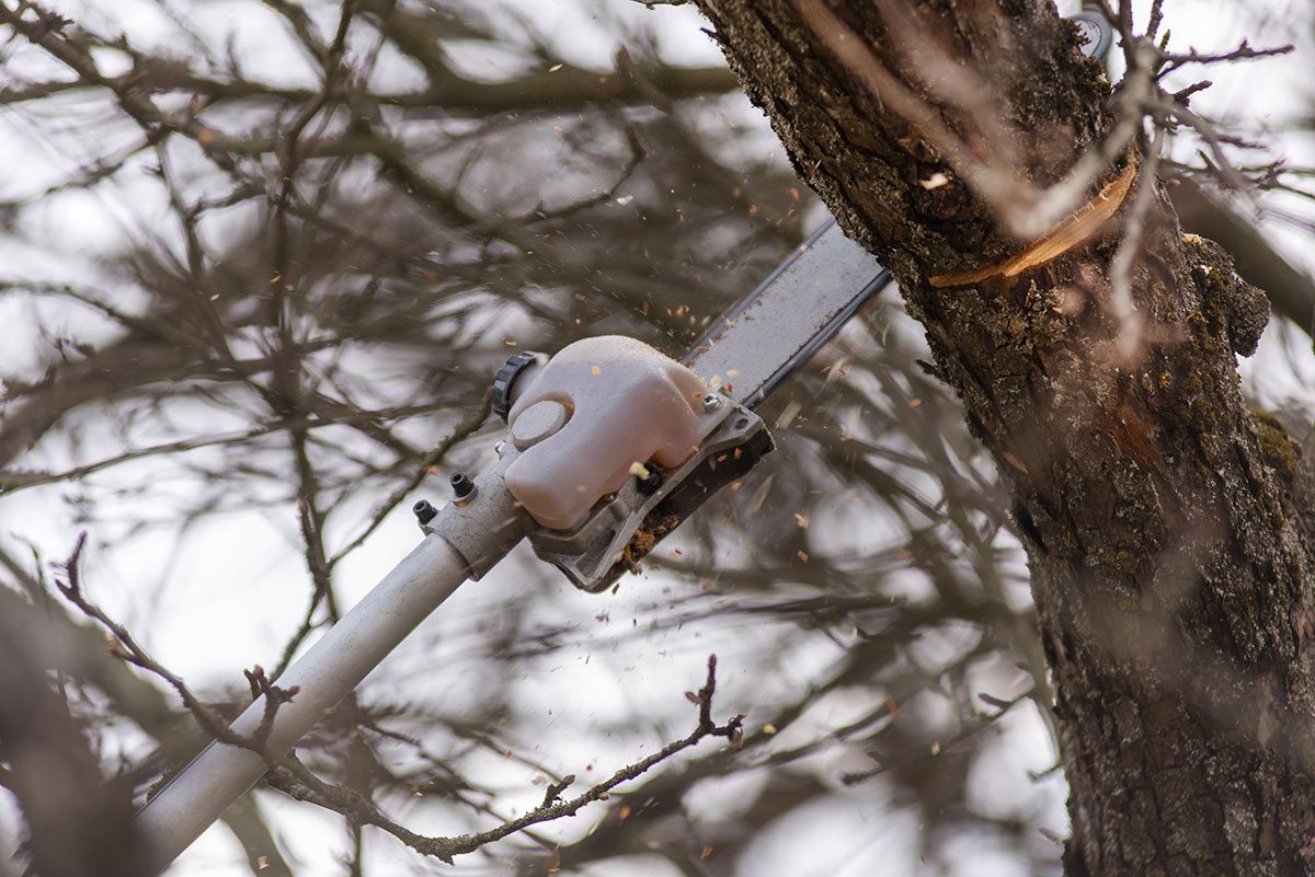 Homeowner’s Guide to Tree Pruners and Loppers