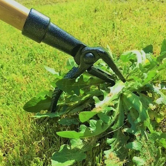 A weeding tool grips a dandelion sprouting from green grass, ready to uproot it from the soil, amid a sunny outdoor landscape.