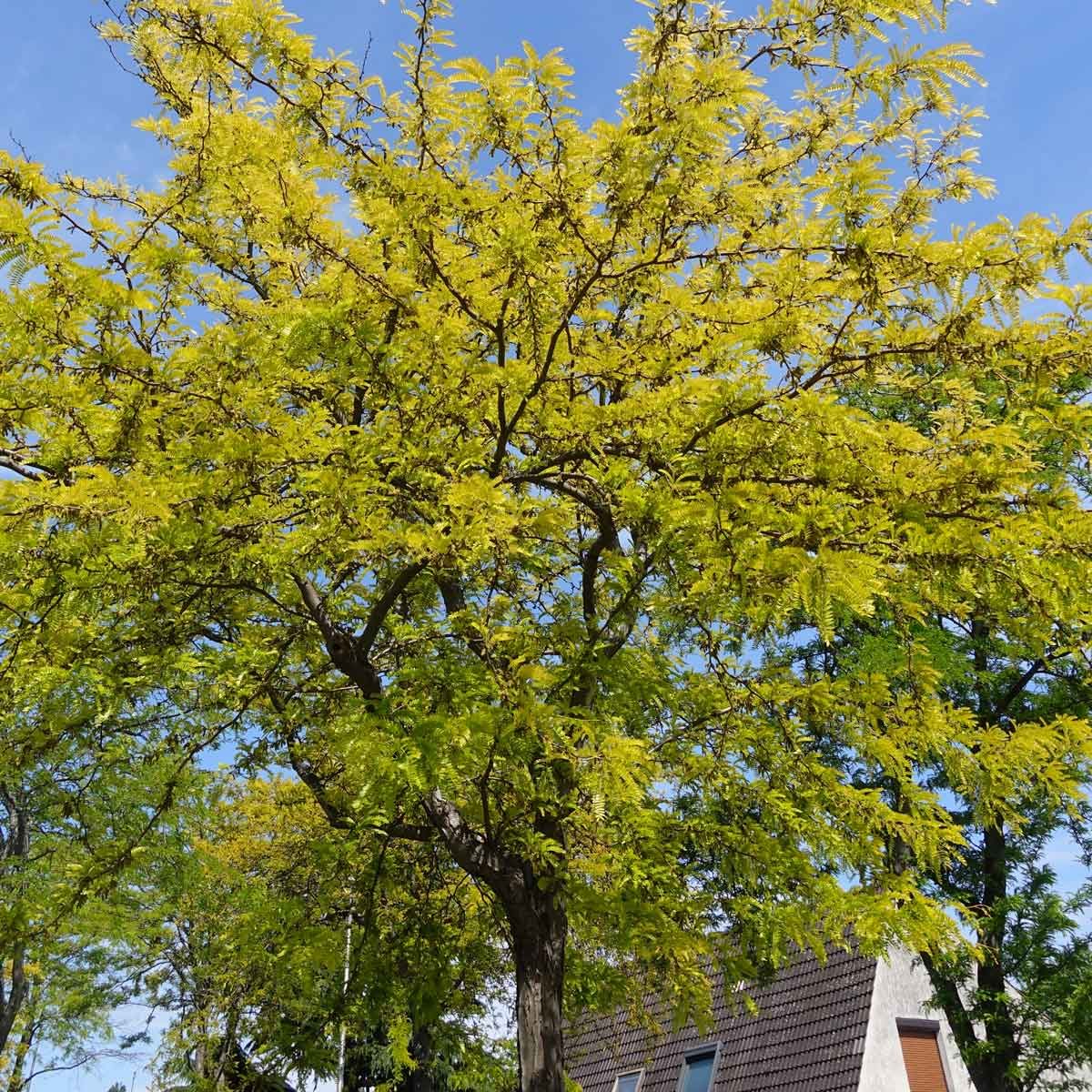 Honeylocust Gettyimages 1226332263 (1)