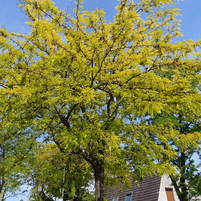 Honeylocust Gettyimages 1226332263 (1)