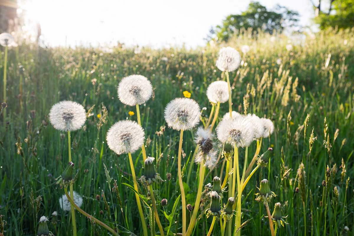 7 Reasons You May Not Want to Kill Dandelions in Your Yard