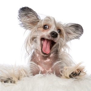 A small dog with long ears joyfully sticks out its tongue while lying on a fluffy surface, set against a plain white background.