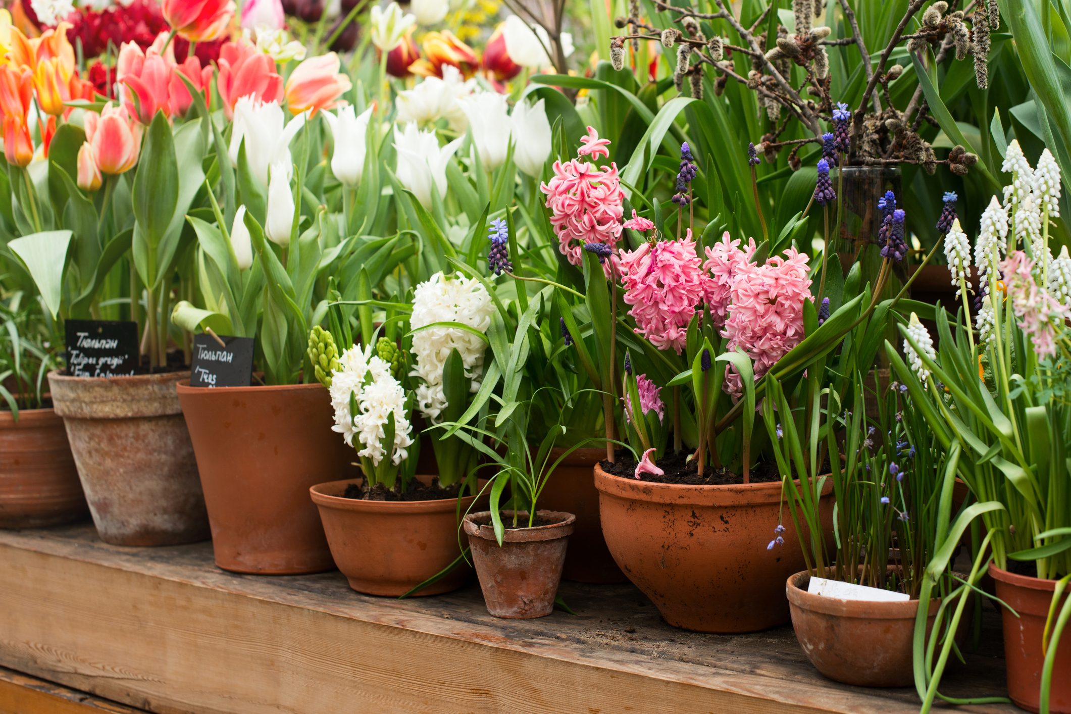 Group of spring flowers in a ceramic pots