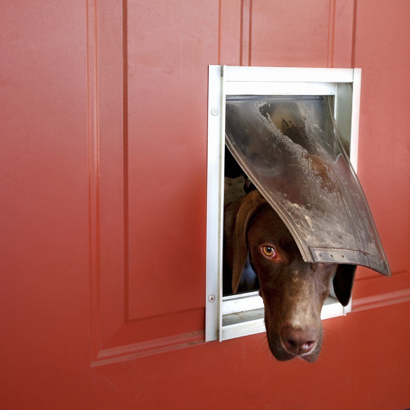 A dog pokes its head through a dog door in a red wall, curiously looking outside with one eye visible.
