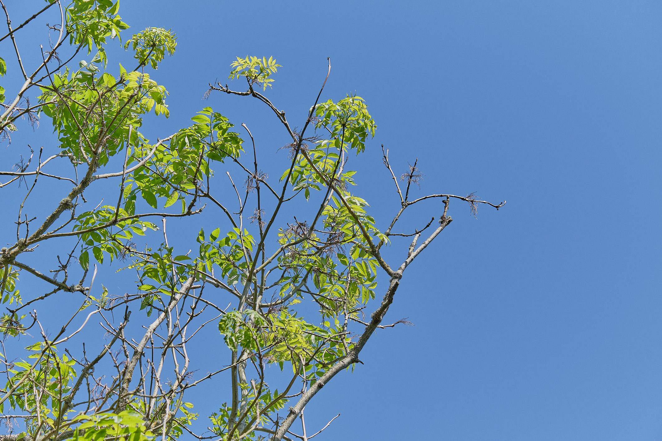 View of ash tree canopy in summer with Ash Dieback Disease