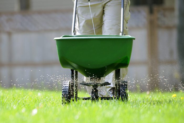 A green spreader moves across a grassy area, dispersing fertilizer while being pushed by a person wearing light-colored pants in a backyard environment.
