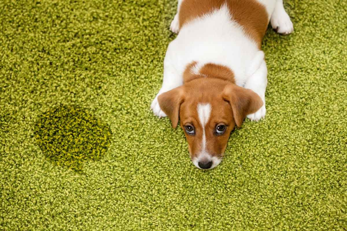How to Get Pet Urine Smell Out of Carpet