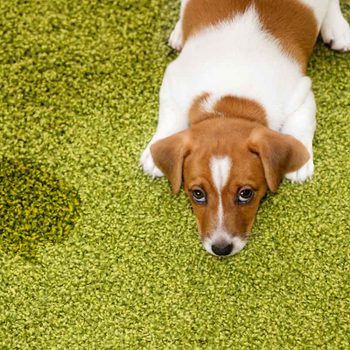 A small dog lies on green carpet, looking down, near a damp spot that suggests it has recently urinated.