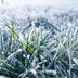 Does Grass Grow in the Winter? Lawn Care Tips for Cold Months