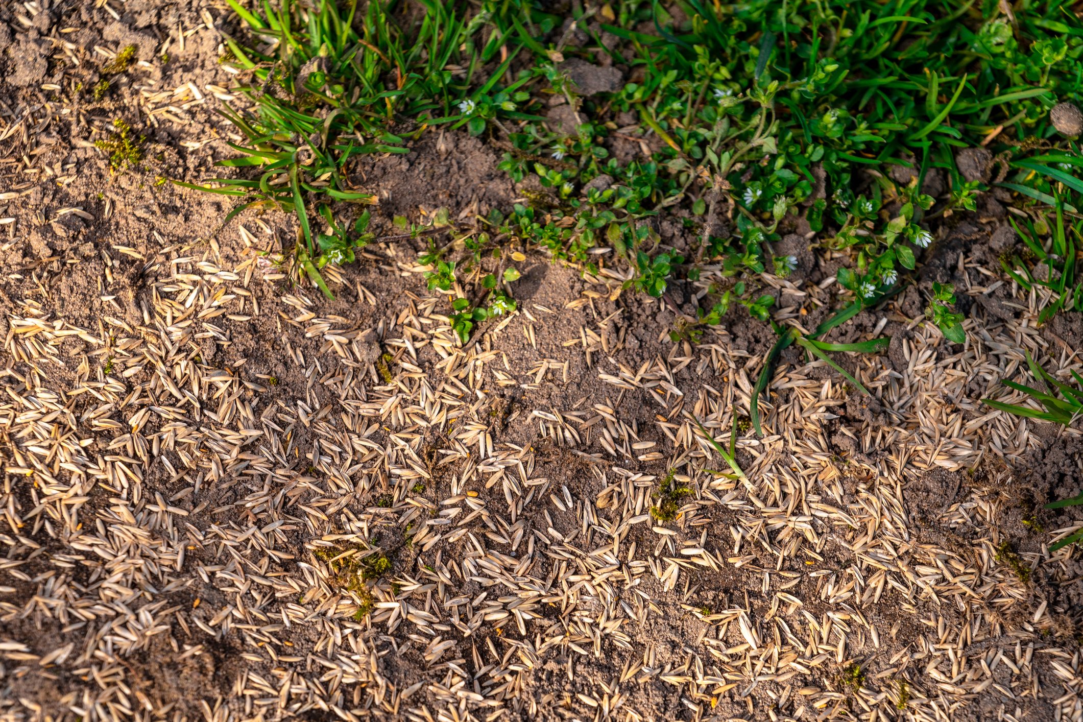 How to Plant Grass Seed in Fall for a Healthier Lawn