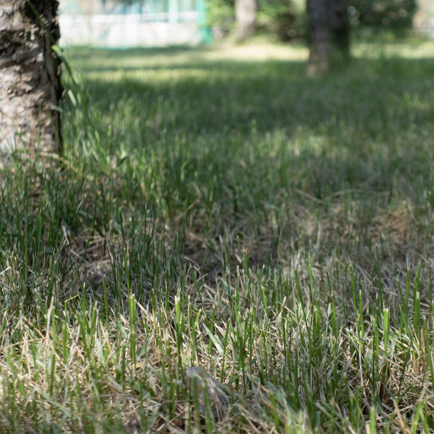 Partially dry lawn in the park in early spring. The bases of the trunks of conifers.