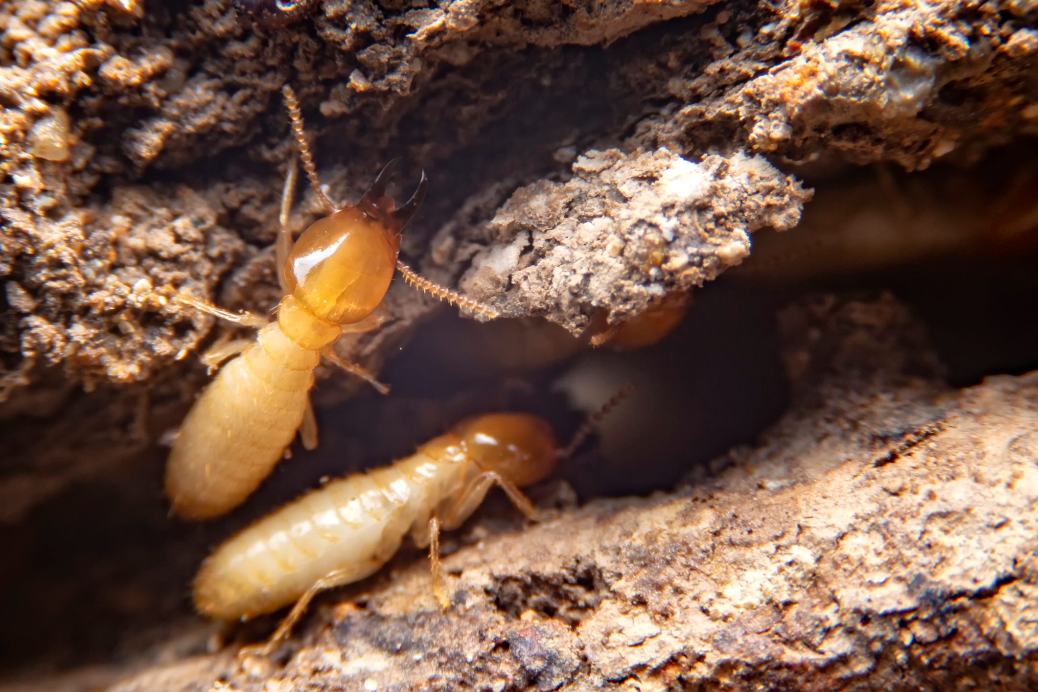 Termites are actively foraging in their wood environment, navigating through cracks in the surface, surrounded by textured brown bark and wood particles.