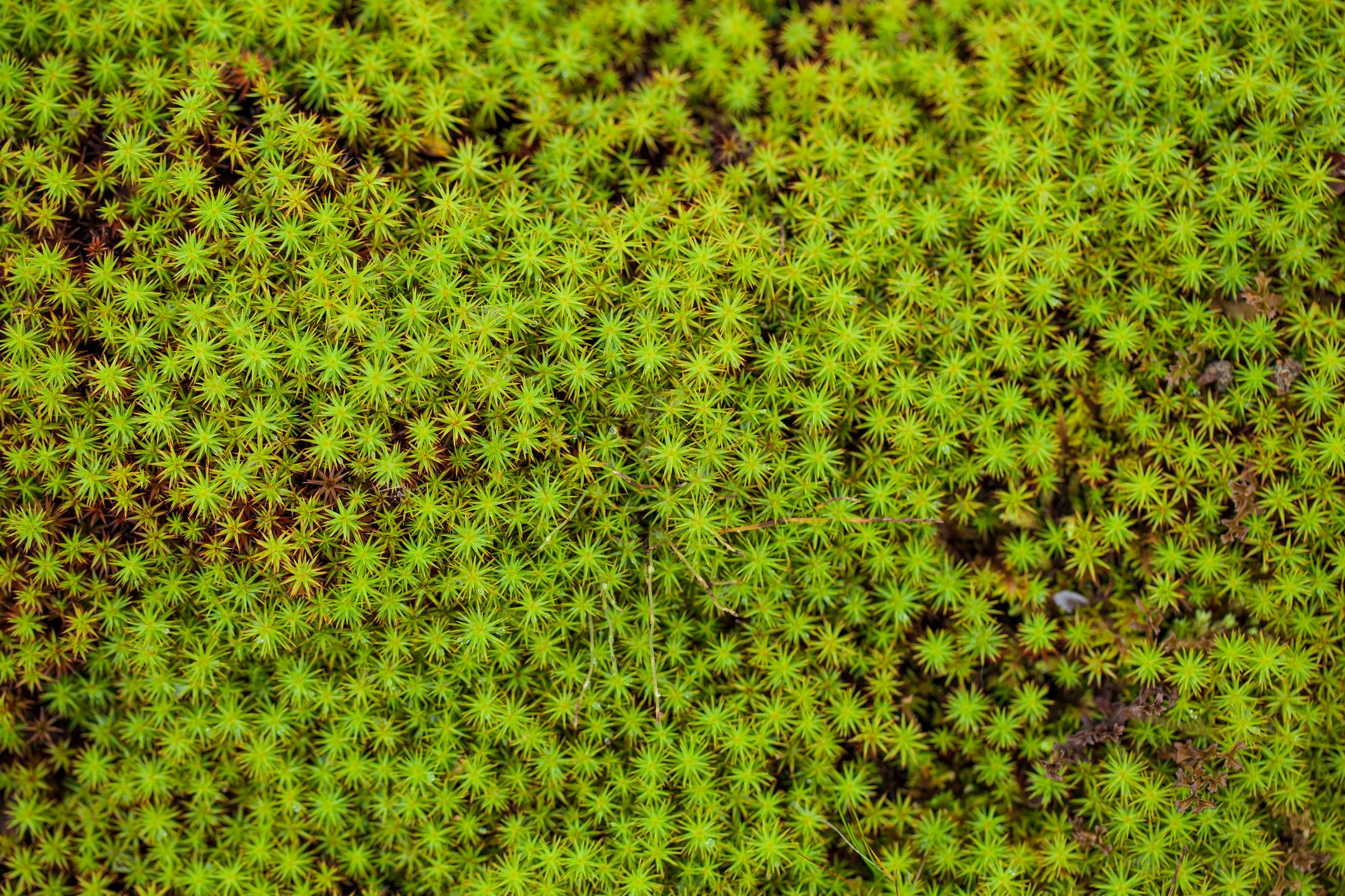 peat moss (Sphagnum palustre), Sphagnum, or peat-moss Girgenzona (Sphagnum girgensohnii Russ), macro