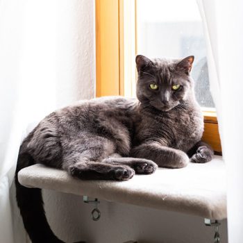 A gray cat rests on a soft ledge near a window, gazing thoughtfully, while sunlight filters through sheer curtains.