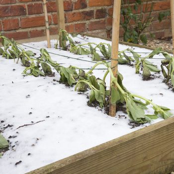 Wilting plants lean against bamboo stakes, covered by a layer of snow, within a wooden garden bed against a backdrop of brick walls.