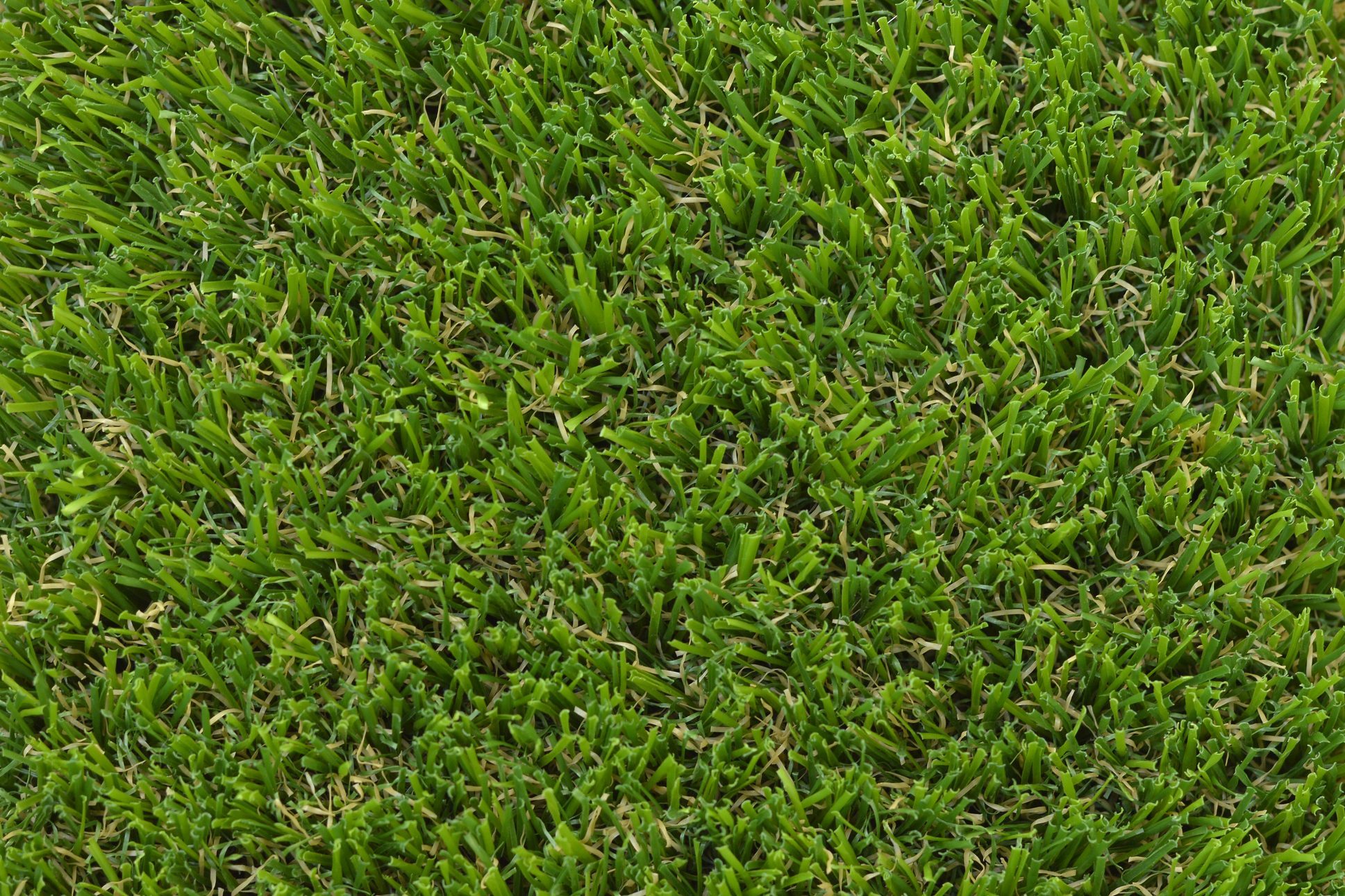 close up of bermuda grass texture