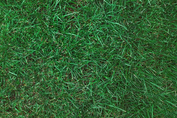 Kentucky Bluegrass Sod