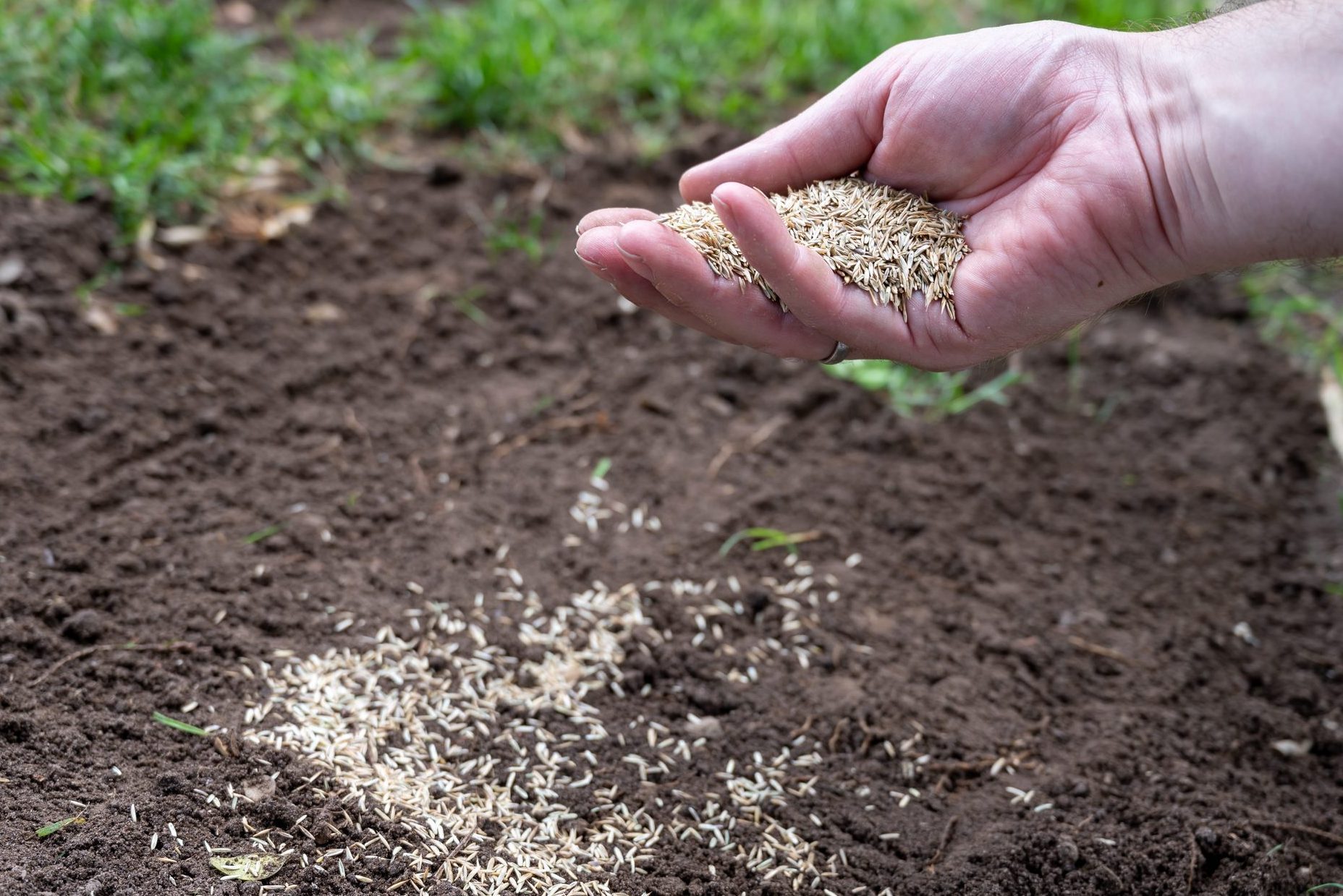 How Late Can You Plant Grass Seed? What to Know