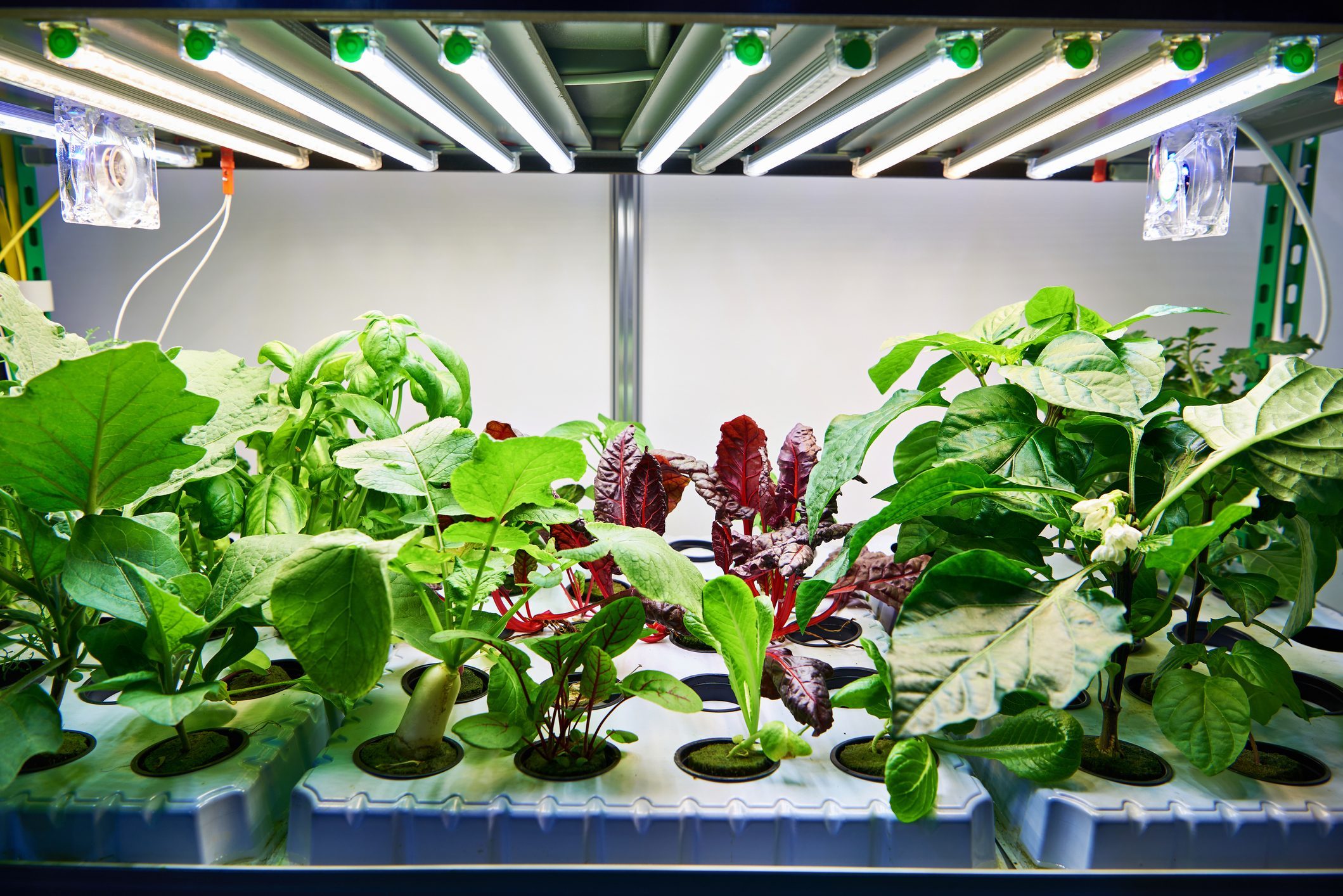 Grow Lights vs. Regular Light Bulbs: How They’re Different