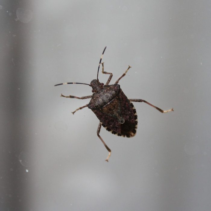 A brown bug with a shield-shaped body is hovering in mid-air against a blurred, light background, appearing to move with its legs extended.