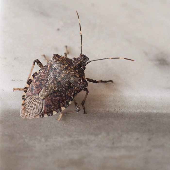 A brown bug crawls on a light-colored surface, displaying intricate patterns on its back and long antennae, suggesting a close-up view of its details.