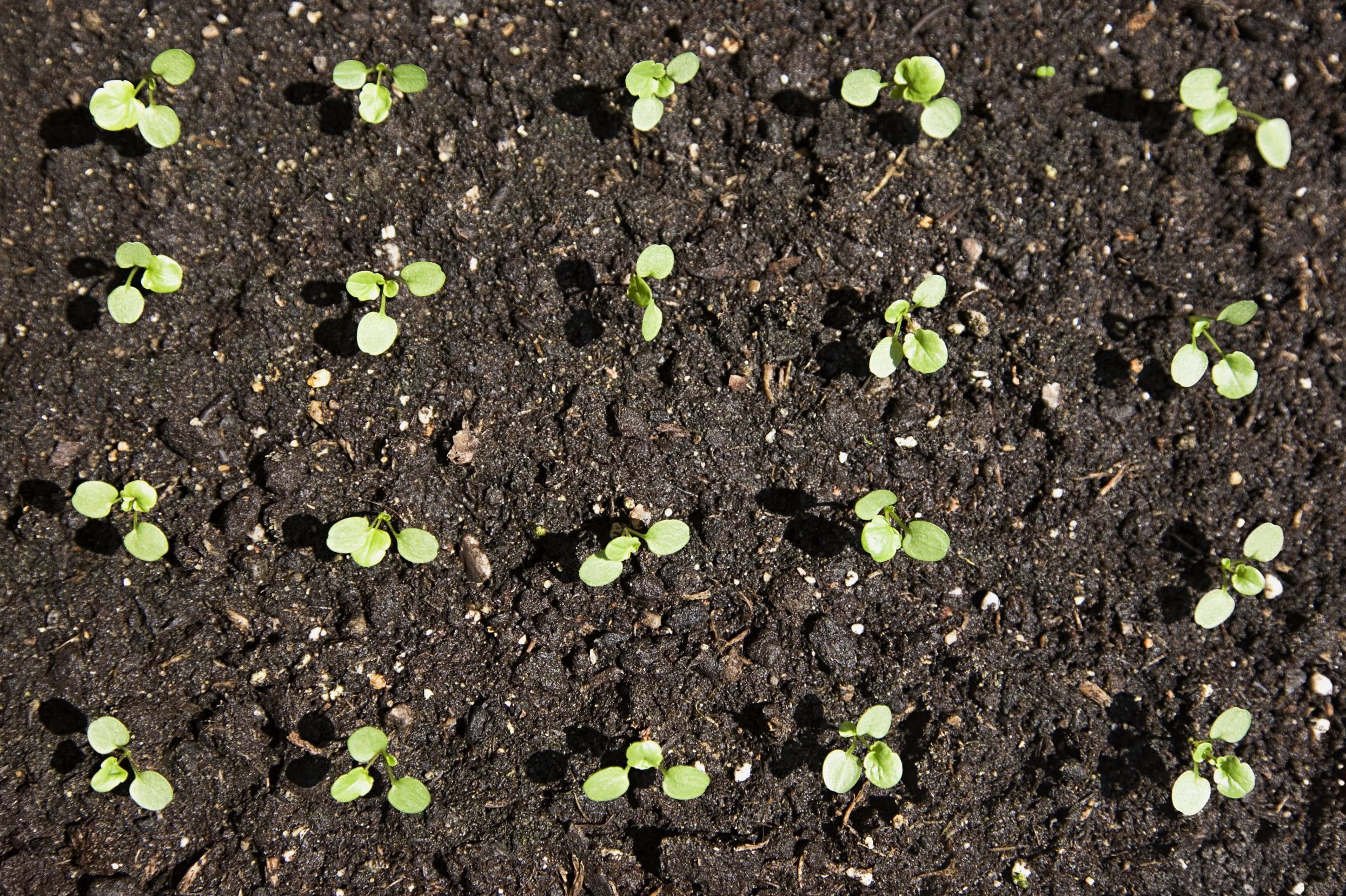 What’s In the Best Garden Soil?