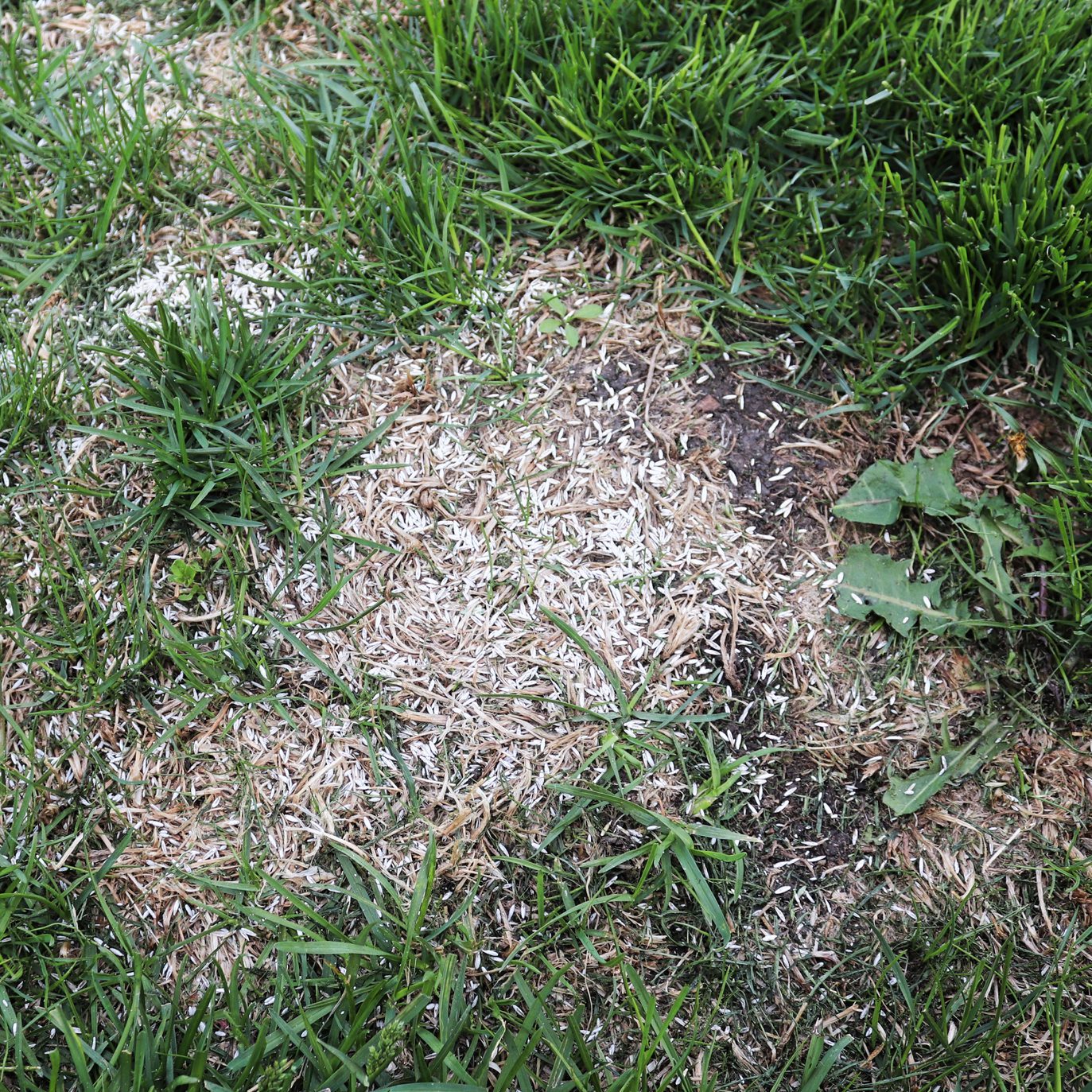 Laying grass seed down on bare grass patches