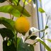 Can You Grow a Lemon Tree Indoors? Yes, Here’s How!