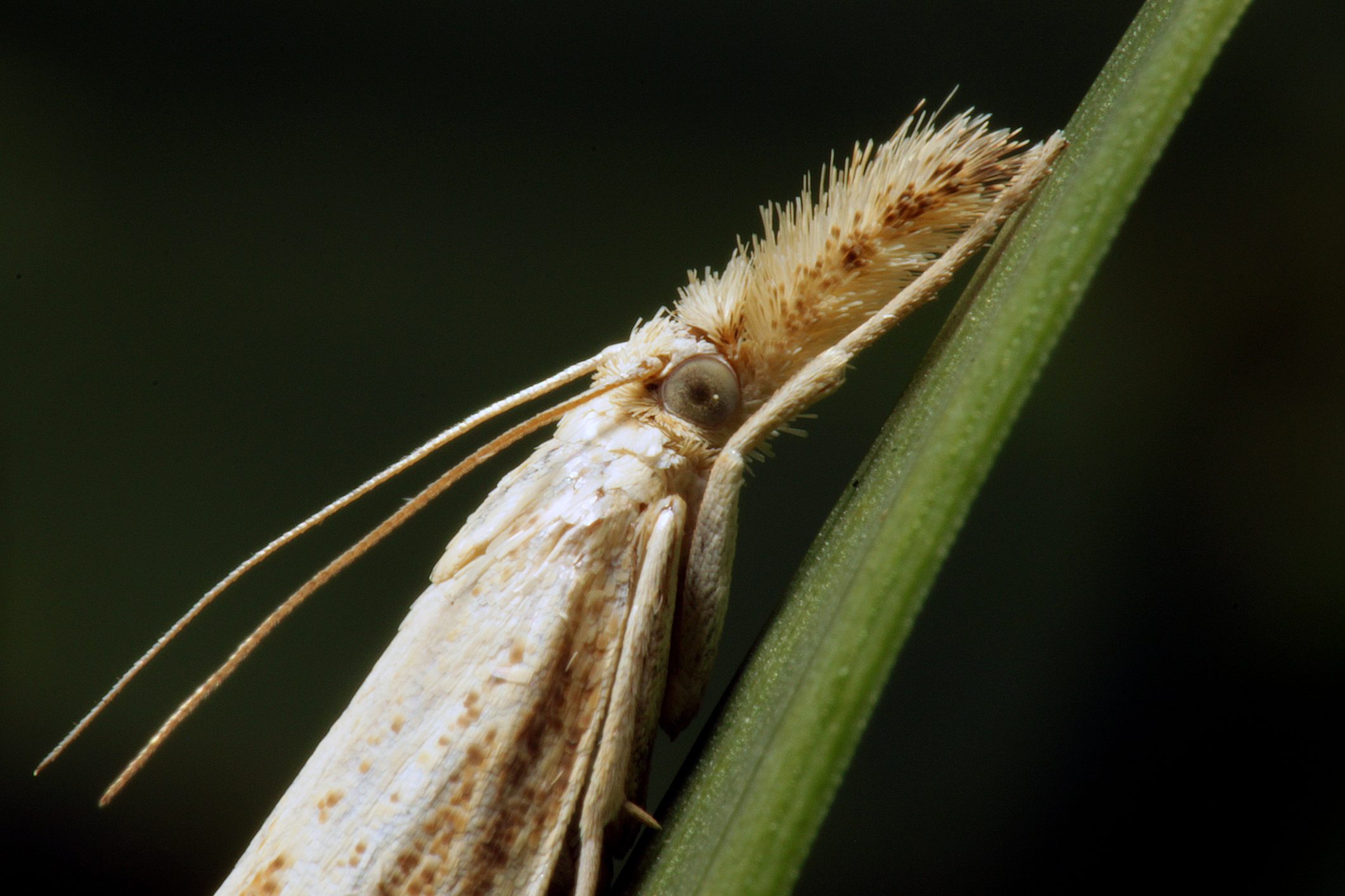 Sod Webworms: How to Identify, Treat and Protect Your Lawn