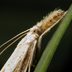 Sod Webworms: How to Identify, Treat and Protect Your Lawn