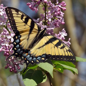 A yellow and black butterfly rests on clusters of pink flowers, feeding among green leaves against a blurred, natural background.